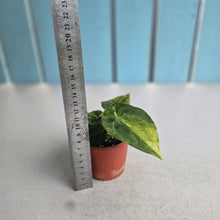 Load image into Gallery viewer, #R18 Variegated Anthurium Forgetii x