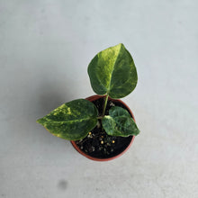 Load image into Gallery viewer, #R18 Variegated Anthurium Forgetii x
