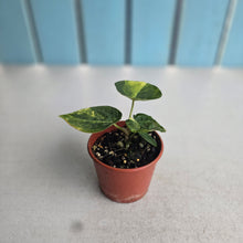 Load image into Gallery viewer, #R18 Variegated Anthurium Forgetii x