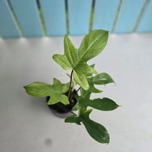Load image into Gallery viewer, #RD24 Philodendron Florida Ghost