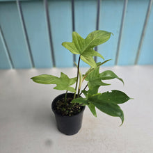 Load image into Gallery viewer, #RD24 Philodendron Florida Ghost