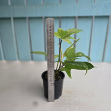 Load image into Gallery viewer, #RD24 Philodendron Florida Ghost
