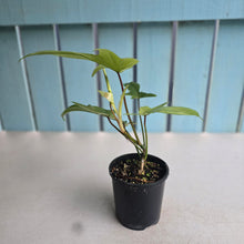 Load image into Gallery viewer, #RD24 Philodendron Florida Ghost
