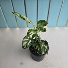 Load image into Gallery viewer, #D54 Variegated Monstera Adansonii