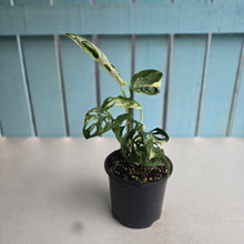 Load image into Gallery viewer, #D54 Variegated Monstera Adansonii