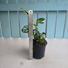 Load image into Gallery viewer, #D54 Variegated Monstera Adansonii