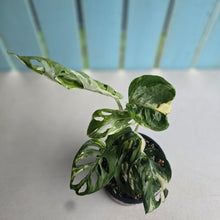 Load image into Gallery viewer, #D54 Variegated Monstera Adansonii