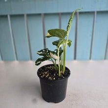 Load image into Gallery viewer, #D54 Variegated Monstera Adansonii