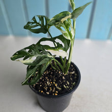 Load image into Gallery viewer, #D54 Variegated Monstera Adansonii
