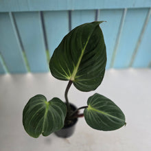 Load image into Gallery viewer, #D84 Philodendron Gloriosum