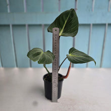 Load image into Gallery viewer, #D84 Philodendron Gloriosum