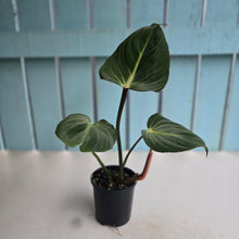 Load image into Gallery viewer, #D84 Philodendron Gloriosum