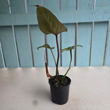 Load image into Gallery viewer, #D84 Philodendron Gloriosum
