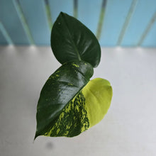 Load image into Gallery viewer, #RB2 Variegated Monstera Deliciosa Aurea