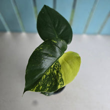 Load image into Gallery viewer, #RB2 Variegated Monstera Deliciosa Aurea