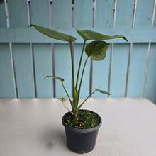 Load image into Gallery viewer, #RB2 Variegated Monstera Deliciosa Aurea