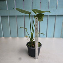 Load image into Gallery viewer, #RB2 Variegated Monstera Deliciosa Aurea