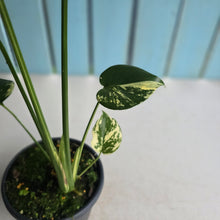 Load image into Gallery viewer, #RB2 Variegated Monstera Deliciosa Aurea