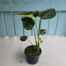 Load image into Gallery viewer, #RB2 Variegated Monstera Deliciosa Aurea