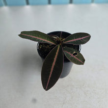 Load image into Gallery viewer, #RD34 Labisia Brown Pink