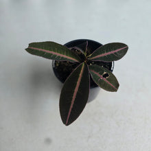 Load image into Gallery viewer, #RD34 Labisia Brown Pink