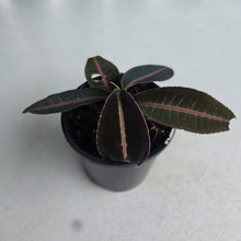 Load image into Gallery viewer, #RD34 Labisia Brown Pink