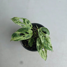 Load image into Gallery viewer, #RJ Mint Variegated Monstera Adansonii