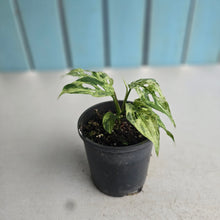 Load image into Gallery viewer, #RJ Mint Variegated Monstera Adansonii