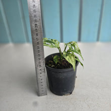 Load image into Gallery viewer, #RJ Mint Variegated Monstera Adansonii
