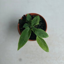 Load image into Gallery viewer, #D48 Two x Anthurium Pallidiflorum Seedlings