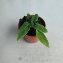 Load image into Gallery viewer, #D48 Two x Anthurium Pallidiflorum Seedlings