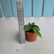 Load image into Gallery viewer, #D48 Two x Anthurium Pallidiflorum Seedlings