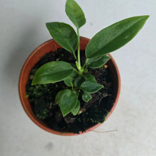 Load image into Gallery viewer, #D48 Two x Anthurium Pallidiflorum Seedlings