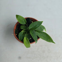 Load image into Gallery viewer, #RD32 Two x Anthurium Pallidiflorum Seedlings