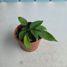 Load image into Gallery viewer, #RD32 Two x Anthurium Pallidiflorum Seedlings