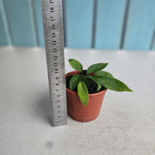 Load image into Gallery viewer, #RD32 Two x Anthurium Pallidiflorum Seedlings