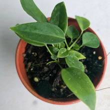 Load image into Gallery viewer, #RD32 Two x Anthurium Pallidiflorum Seedlings