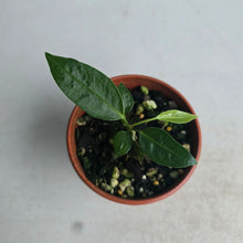 Load image into Gallery viewer, #R23 Anthurium Punctatum Seedling