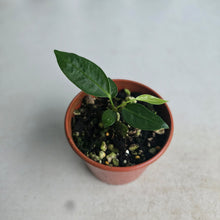 Load image into Gallery viewer, #R23 Anthurium Punctatum Seedling