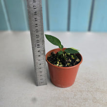 Load image into Gallery viewer, #R23 Anthurium Punctatum Seedling