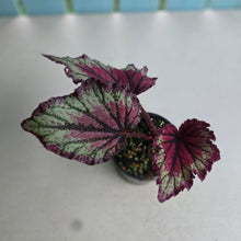 Load image into Gallery viewer, #RD7 Begonia Unknown