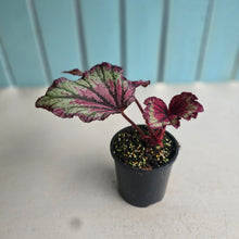 Load image into Gallery viewer, #RD7 Begonia Unknown