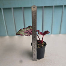 Load image into Gallery viewer, #RD7 Begonia Unknown