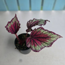 Load image into Gallery viewer, #RD7 Begonia Unknown