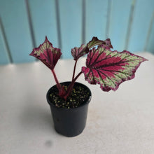 Load image into Gallery viewer, #RD7 Begonia Unknown