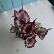 Load image into Gallery viewer, #RA10 Begonia Raspberry Torte