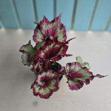 Load image into Gallery viewer, #RA10 Begonia Raspberry Torte