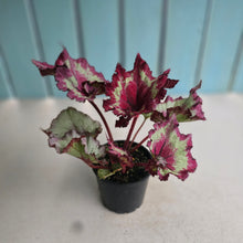 Load image into Gallery viewer, #RA10 Begonia Raspberry Torte