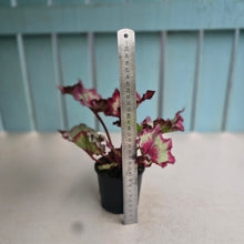 Load image into Gallery viewer, #RA10 Begonia Raspberry Torte