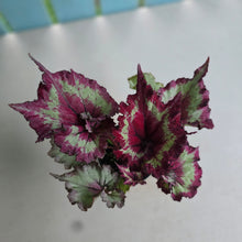Load image into Gallery viewer, #RA10 Begonia Raspberry Torte
